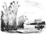 Papyrus or Paper Reed (Papyrus antiquorum), Heb. GoMA (Job.8.11, Is.35.7, Ex.2.3, Is.18.2)